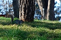 Torino 06_03_2011 - Scoiattolo_19
